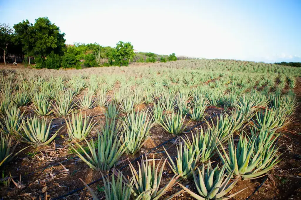Eastside Art, Culture & Heritage Tour in Curaçao — Dive deep into the soul of Curaçao. Discover our unique agricultural history, local art masterpieces, and traditional Tambú heritage.